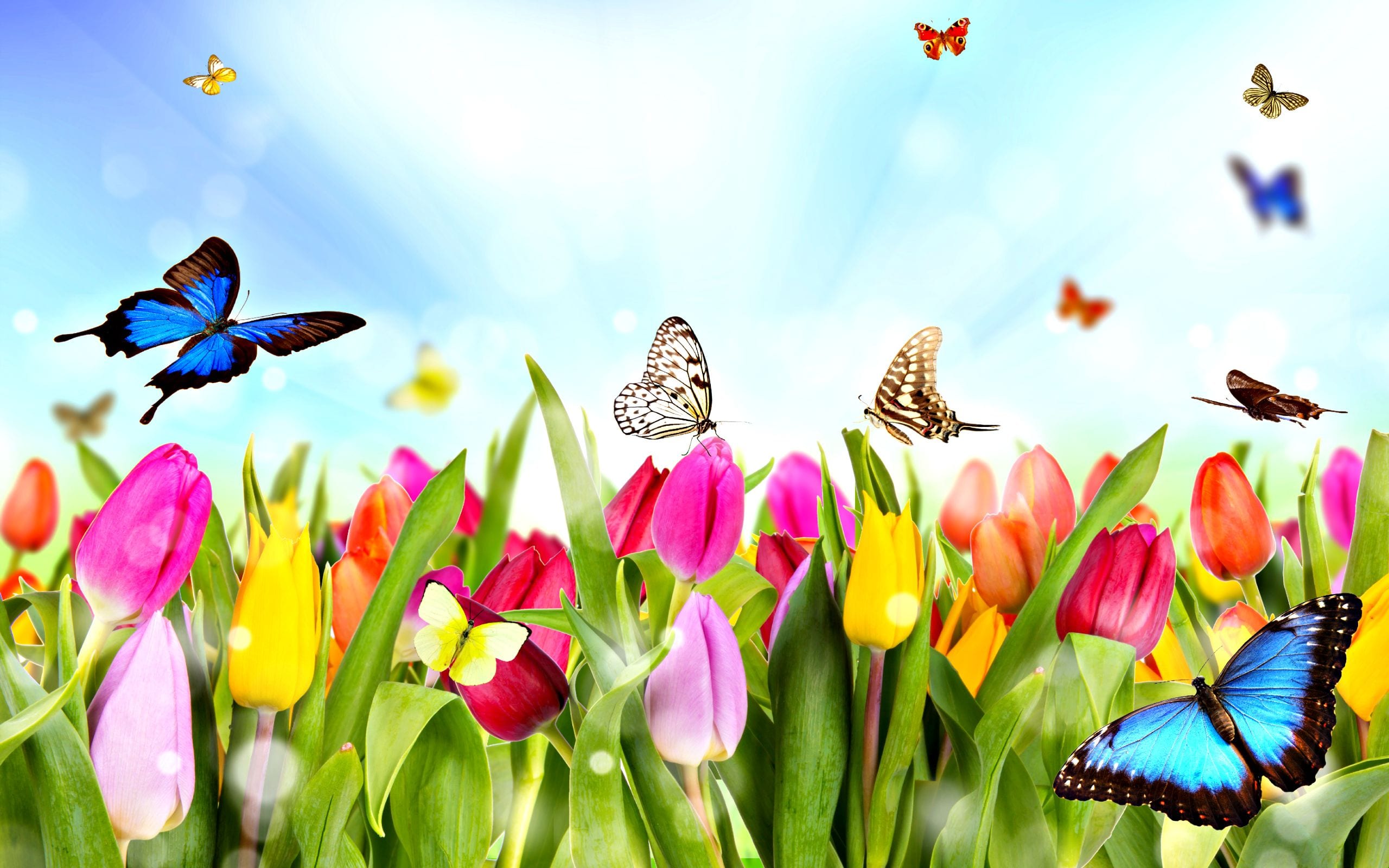 Spring Has Sprung! - Best In Class Professional Tutoring